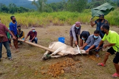 Ibadah Qurban Aidil-Adha 1441H