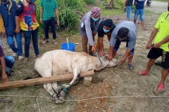 Ibadah Qurban Aidil-Adha 1441H